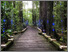 [thumbnail of Forest of Light]